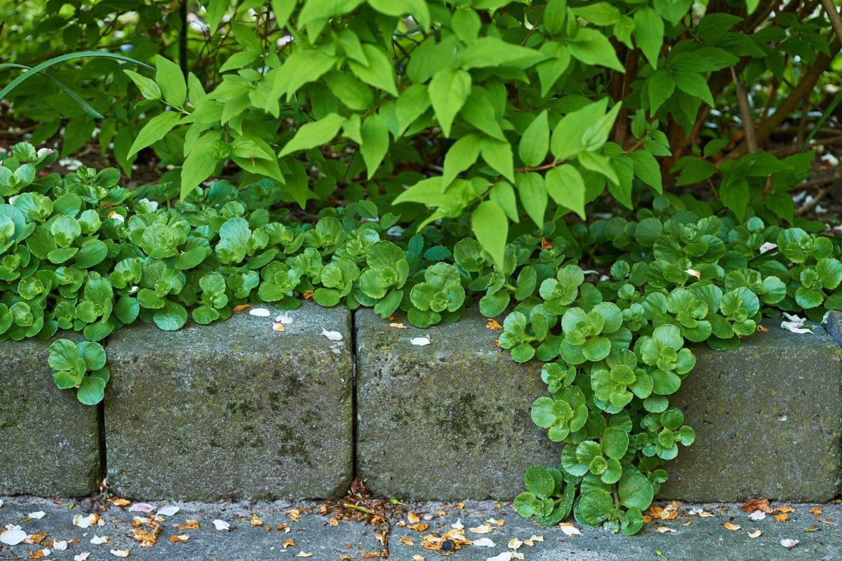 Plantas Rasteiras para Calçada