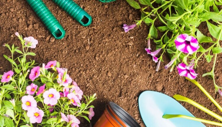 Plantas Rasteiras para Calçada