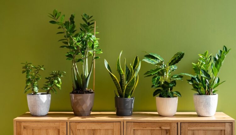 Plantas Resilientes ao Frio