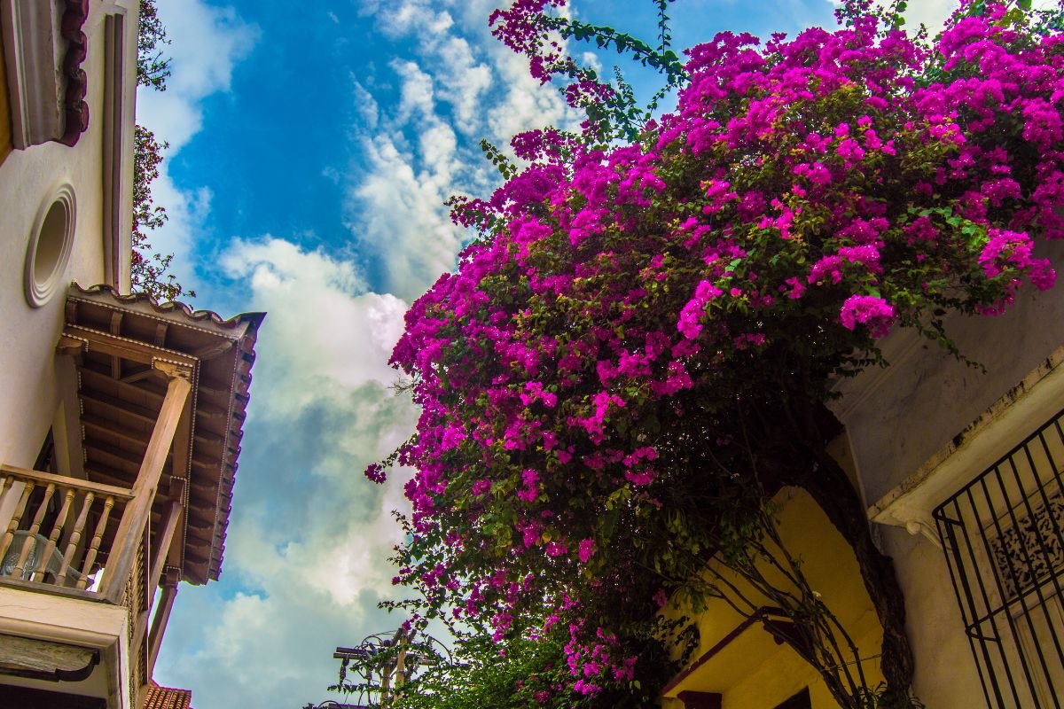 Plantas Resilientes ao Sol