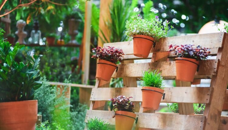 Plantas Resilientes ao Sol