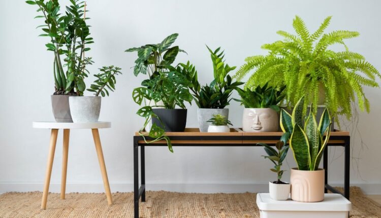 Plantas de sombra