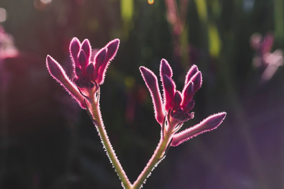 Plantas que Brilham no Escuro