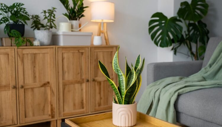 Plantas que Purificam o Ar