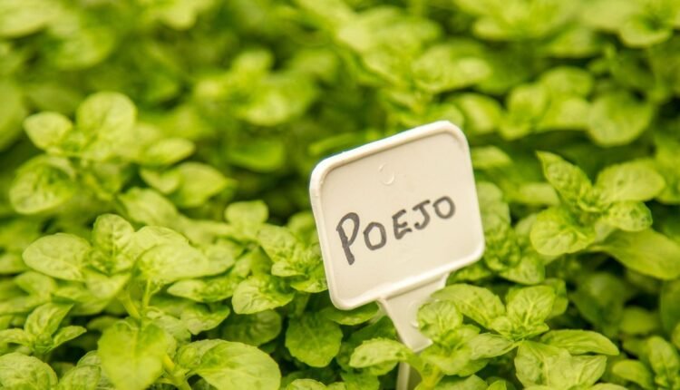 Poejo