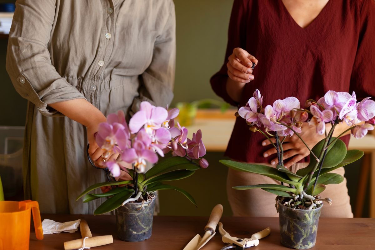 Receitas e Truques Para Orquídea Florir