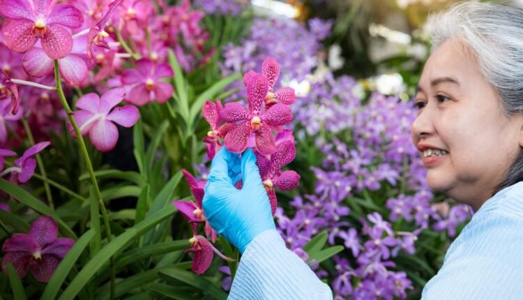 Receitas e Truques Para Orquídea Florir