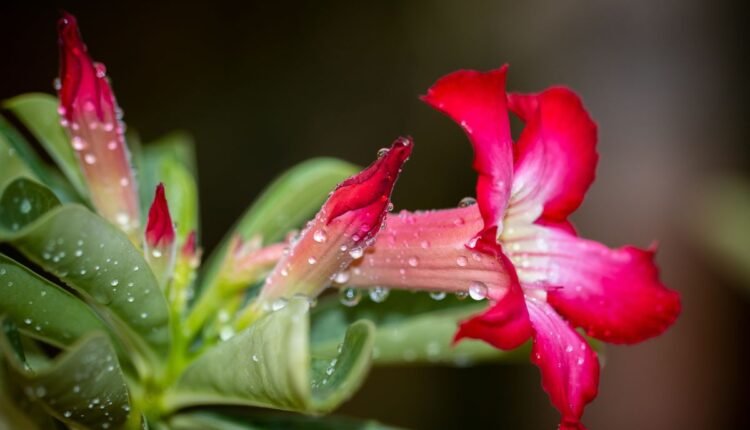 Rosa do Deserto