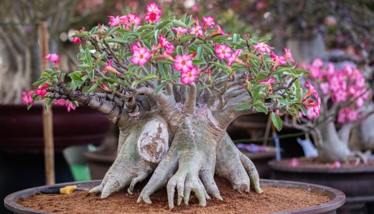 Rosa do Deserto