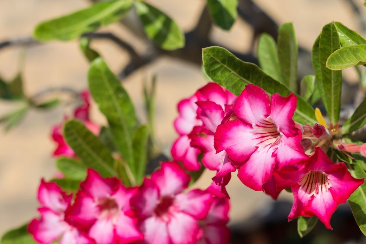 Rosa do Deserto explodir em flores