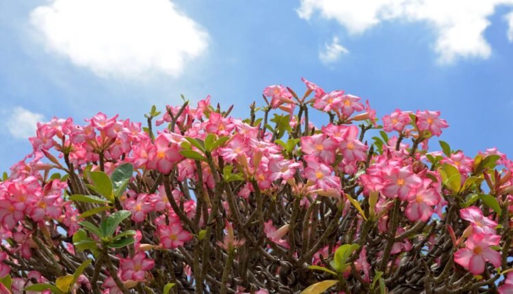 Rosa do Deserto explodir em flores