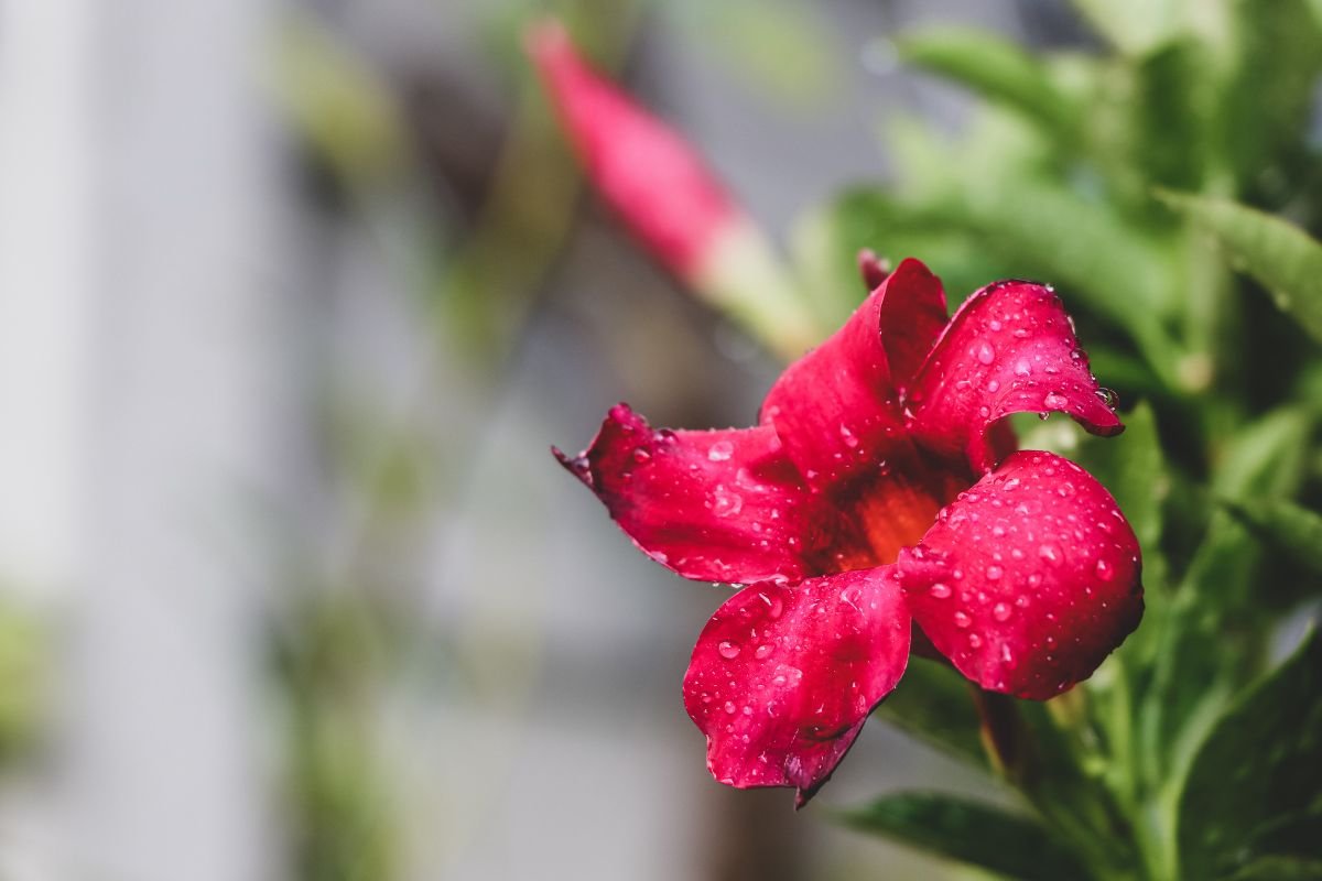 Rosa do Deserto