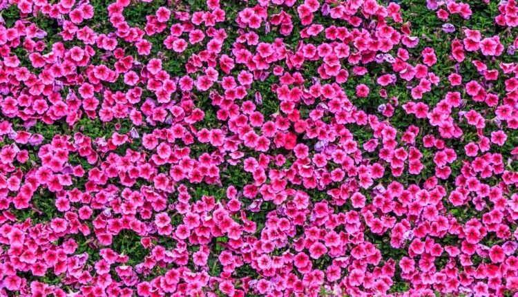 Você ainda vai querer isso no seu jardim