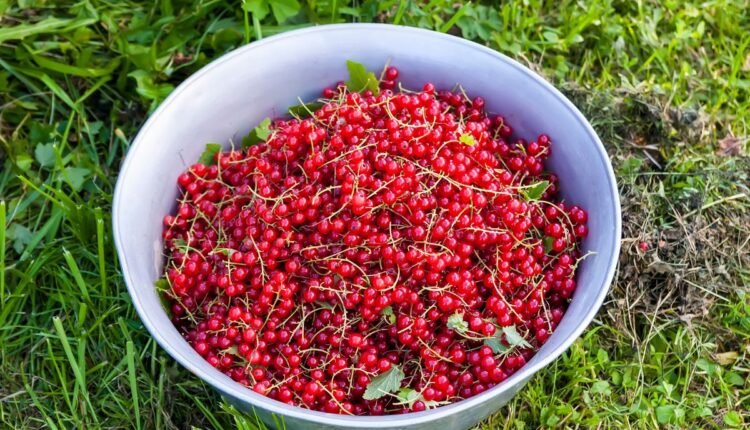 aroeira pimenta rosa