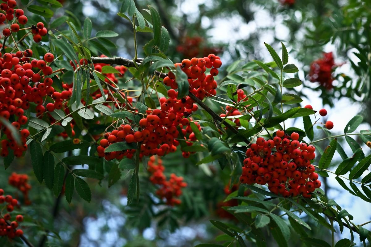 aroeira pimenta rosa