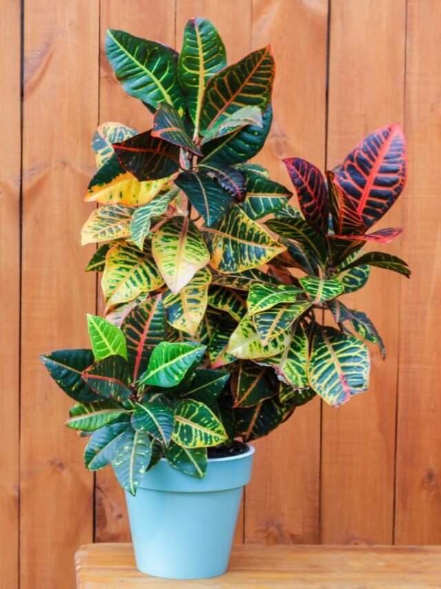 Planta 2 de julho