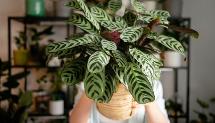 Maranta