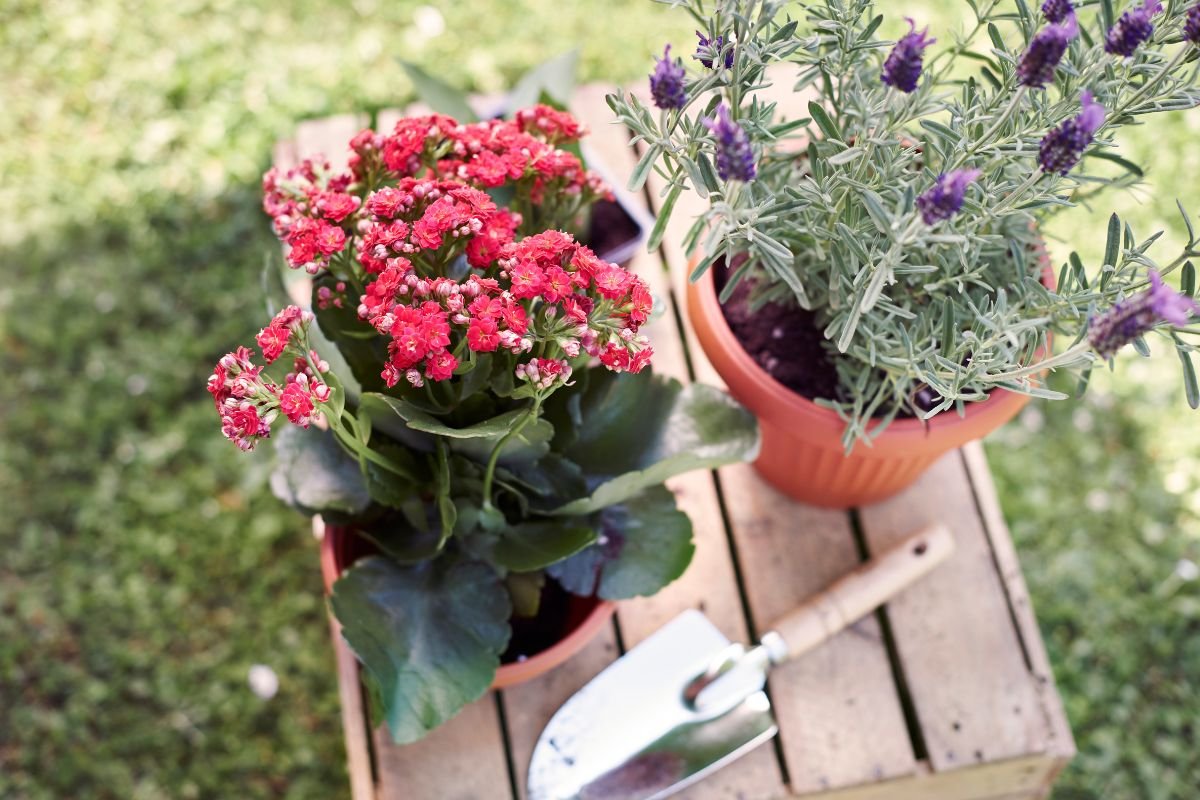 florecimento das plantas
