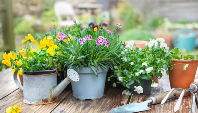 florecimento das plantas