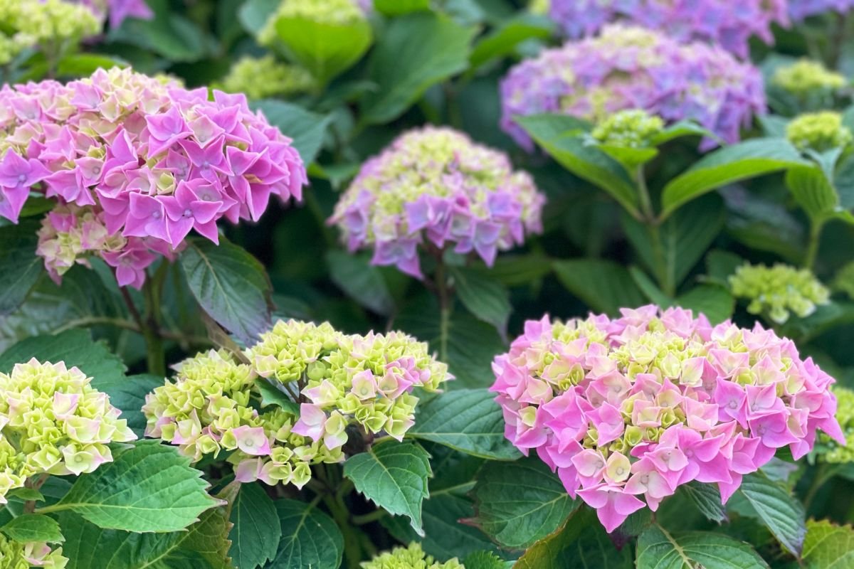 hortênsias