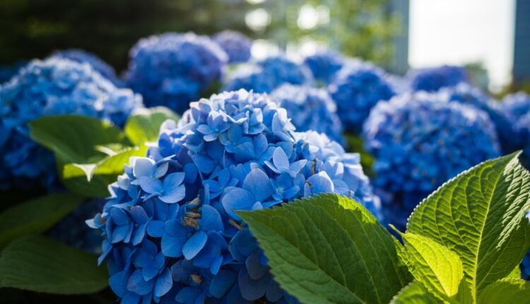 hortênsias