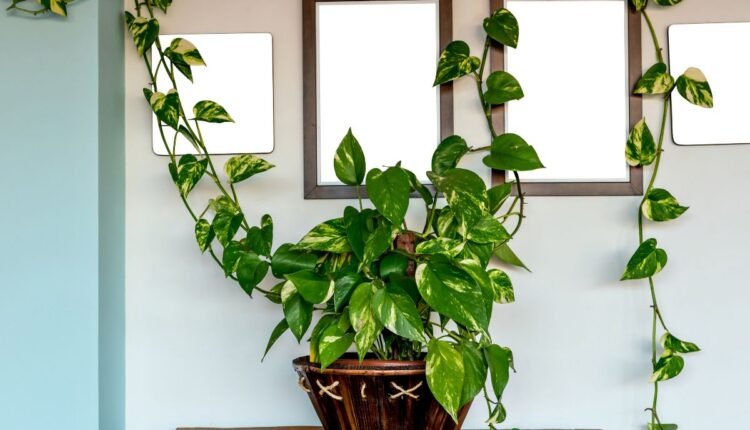 planta jiboia