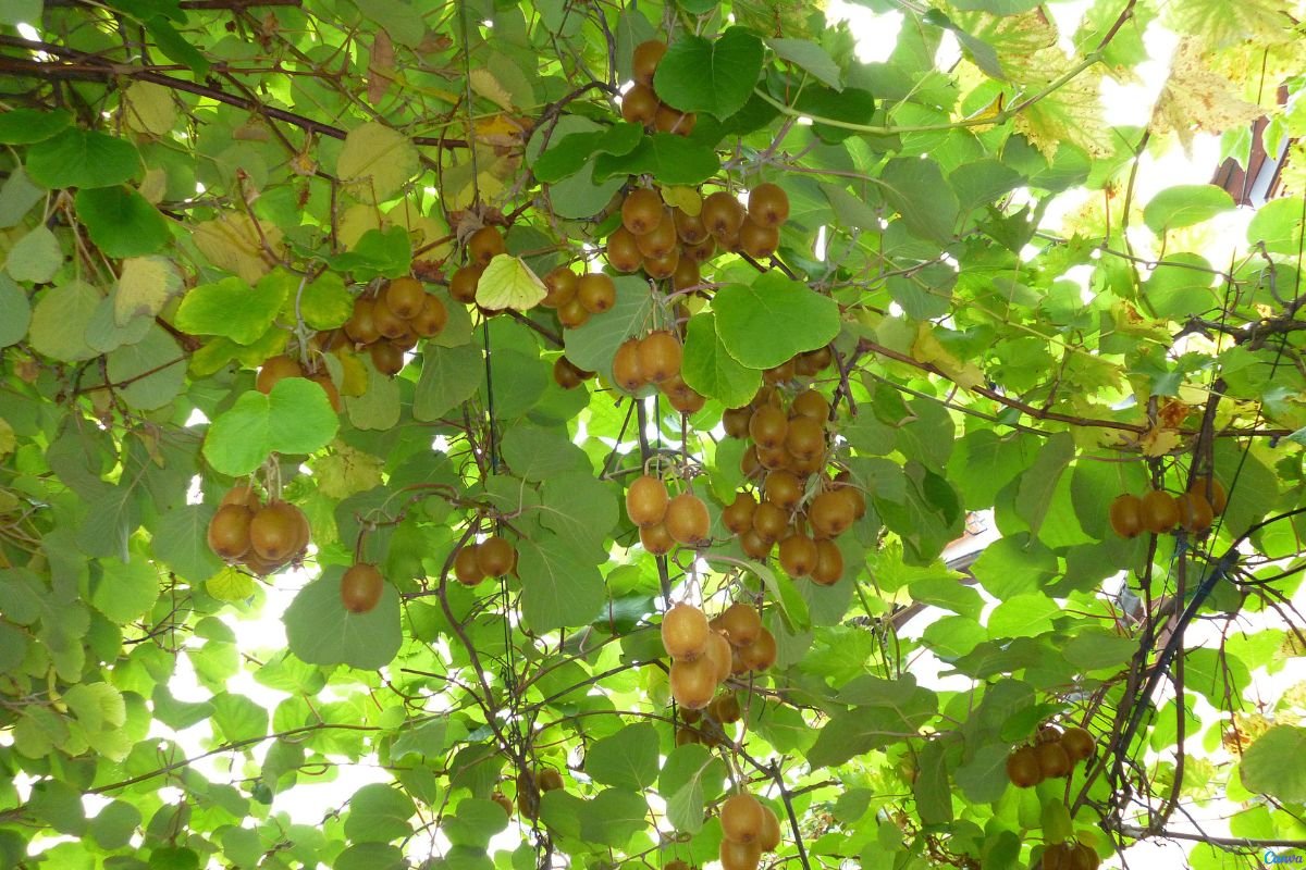 kiwi em casa