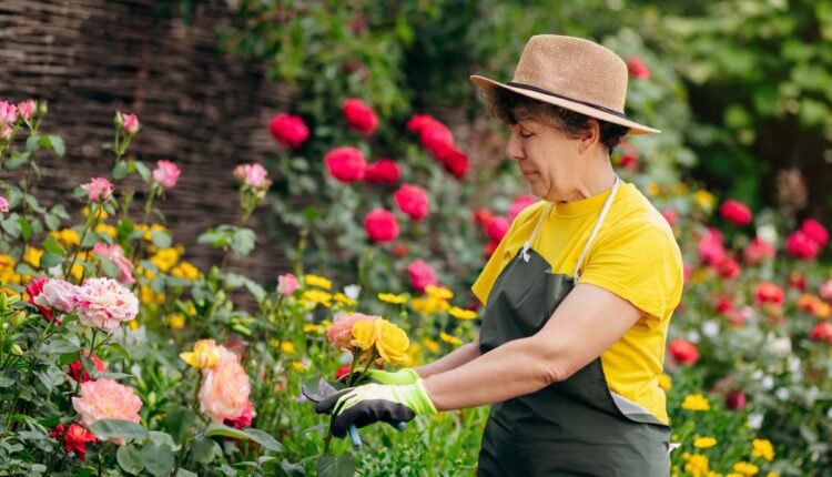 mudar a cor das rosas sem gastar um centavo