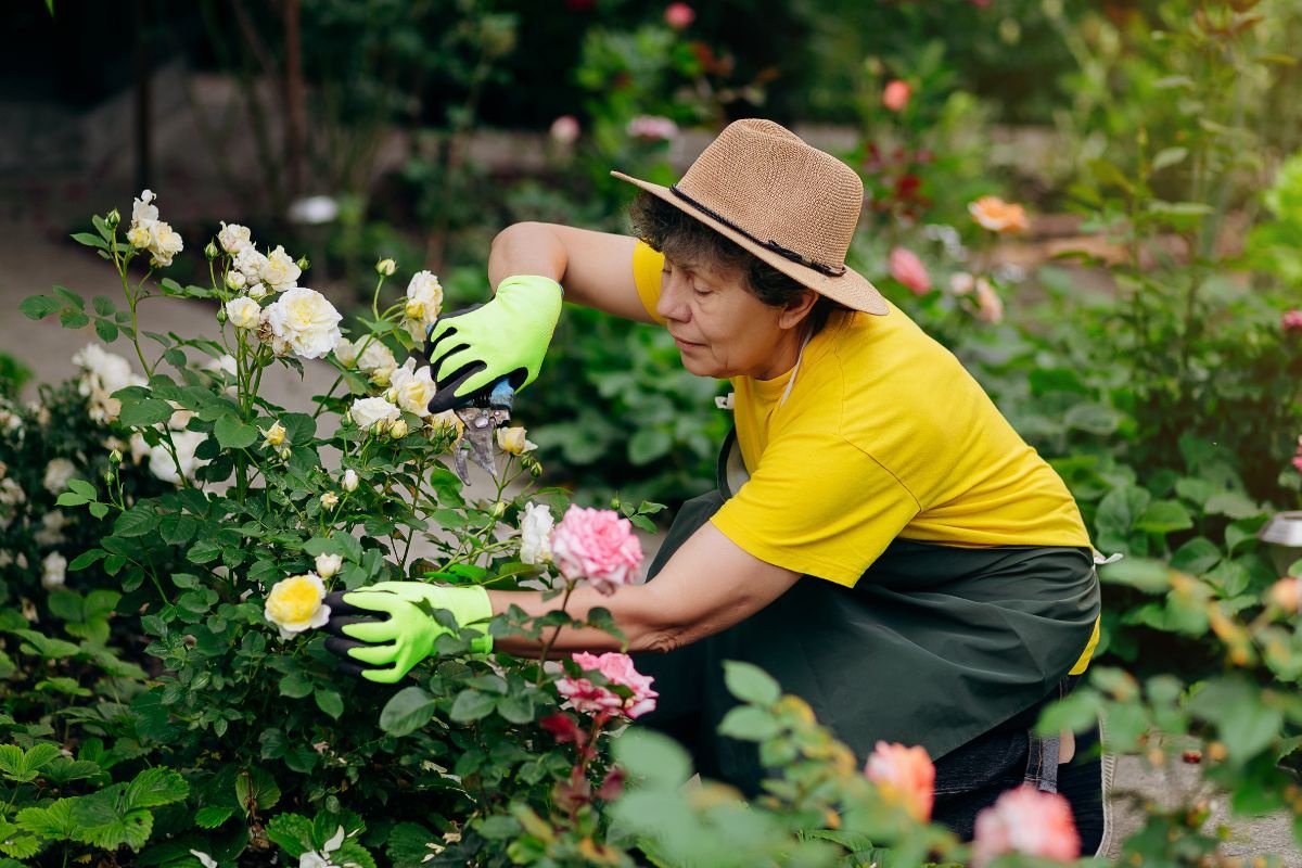mudar a cor das rosas sem gastar um centavo