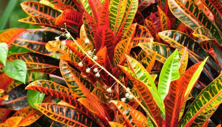 planta 2 de julho Cróton