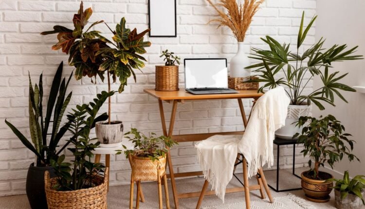 planta 2 de julho