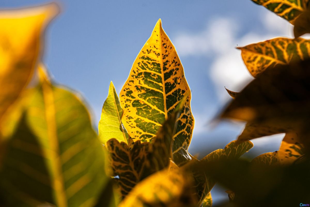 planta 2 de julho