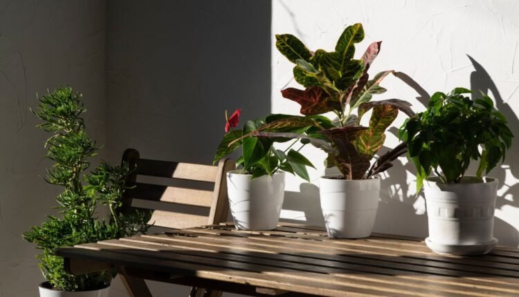 planta 2 de julho