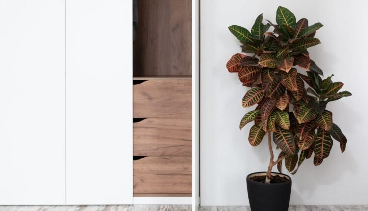 planta 2 de julho