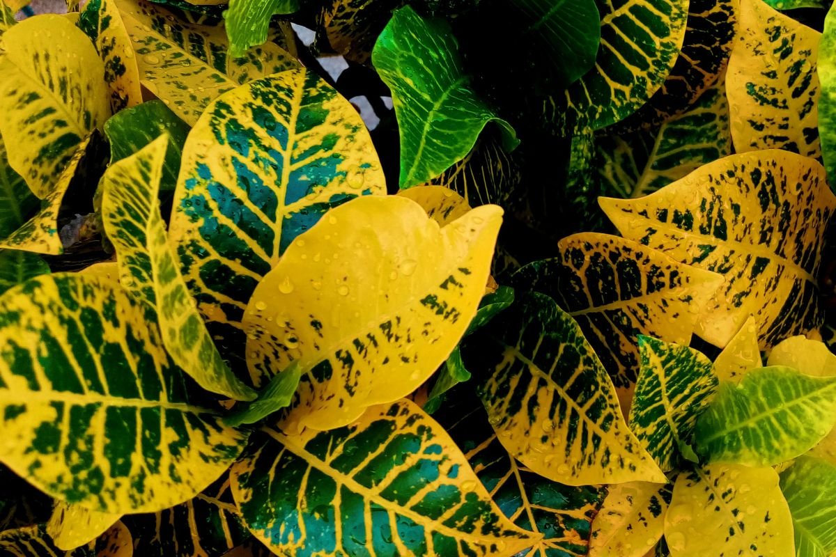 planta 2 de julho Cróton