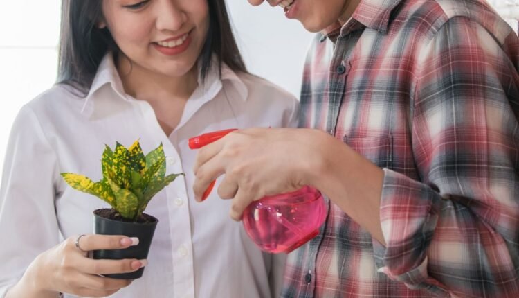 planta 2 de julho