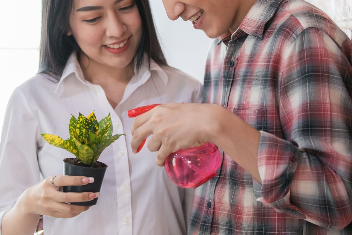 Planta 2 de julho