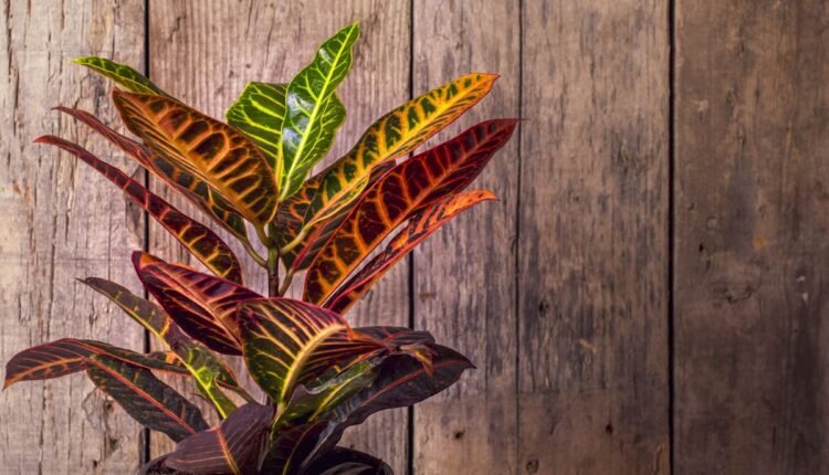 planta 2 de julho em vasos