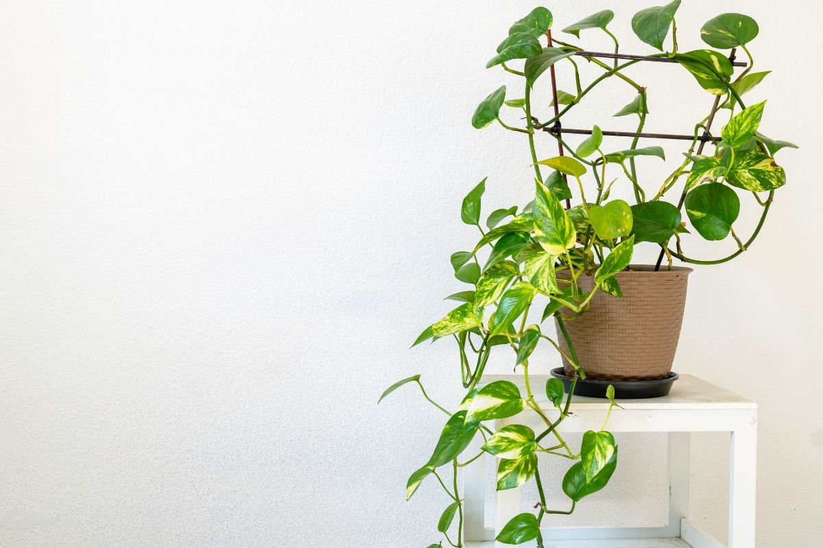 planta jiboia