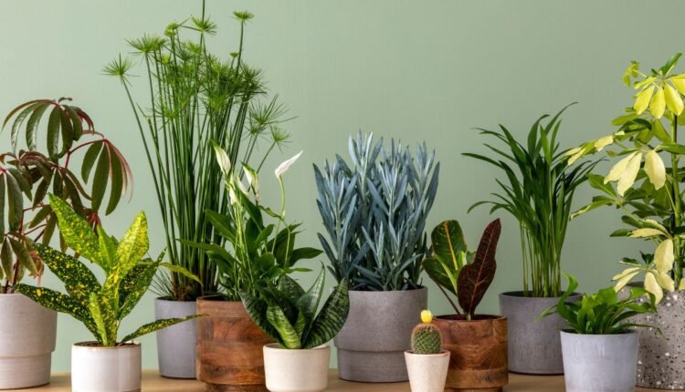 plantas resistentes à seca