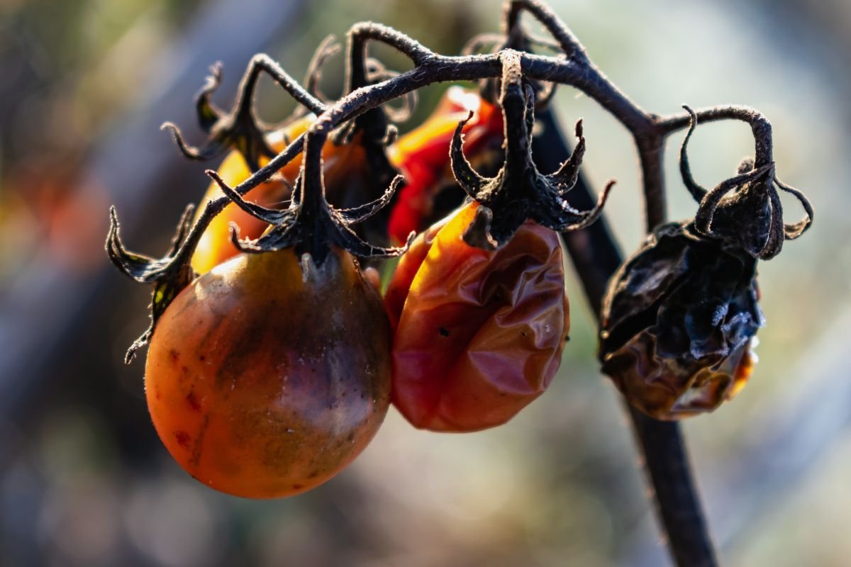 tomates estão murchando