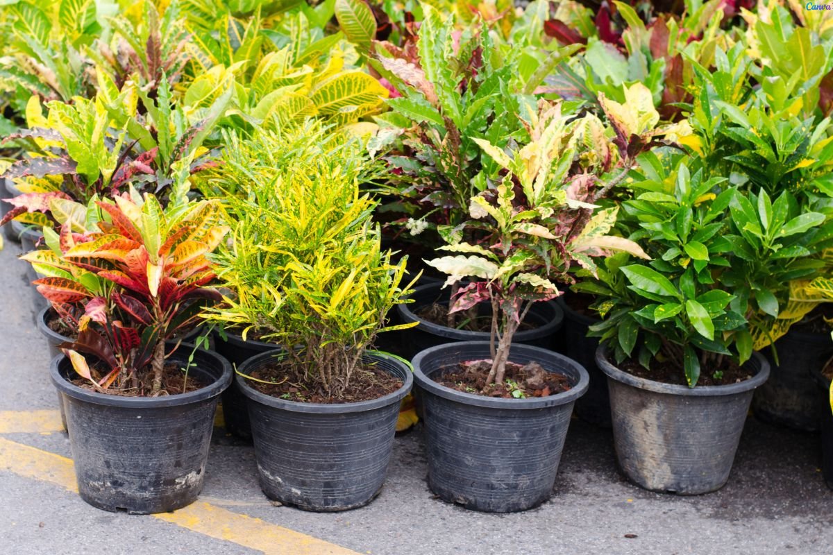 Planta 2 de julho