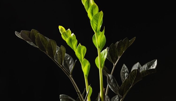 zamioculca preta
