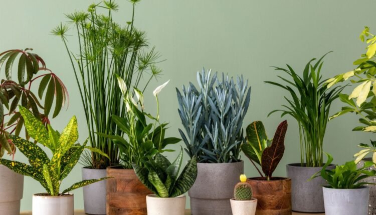 plantas de interior