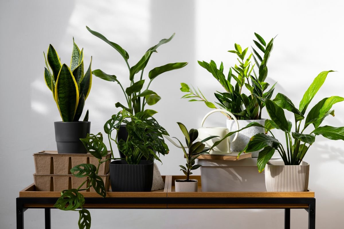 5 plantas que limpam o ambiente