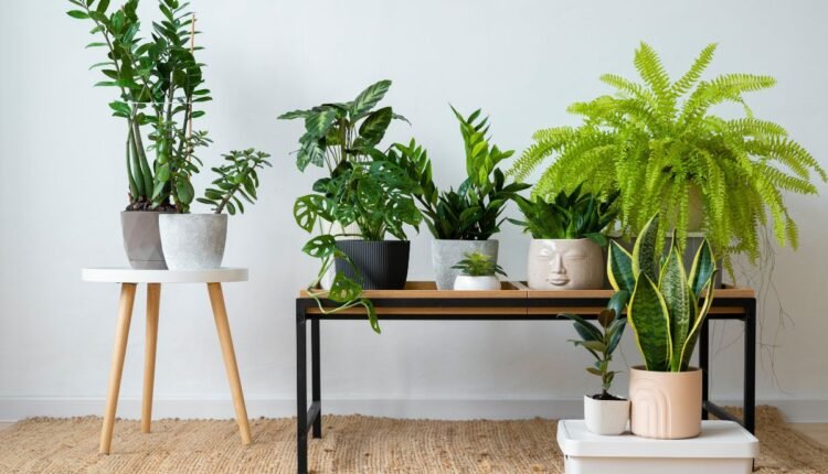 5 plantas que limpam o ambiente