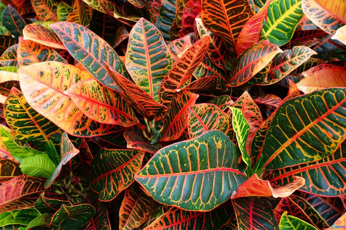 A planta cróton é tóxico para gatos