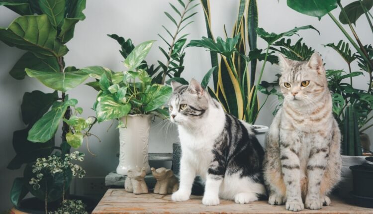 A planta cróton é tóxico para gatos