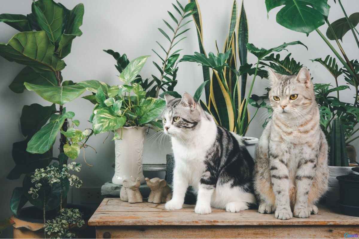 A planta cróton é tóxico para gatos