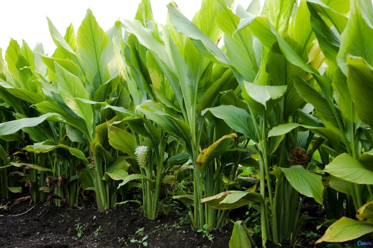 Como Plantar Açafrão